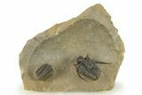 Spiny Cyphaspis Trilobite - Ofaten, Morocco #284061-2